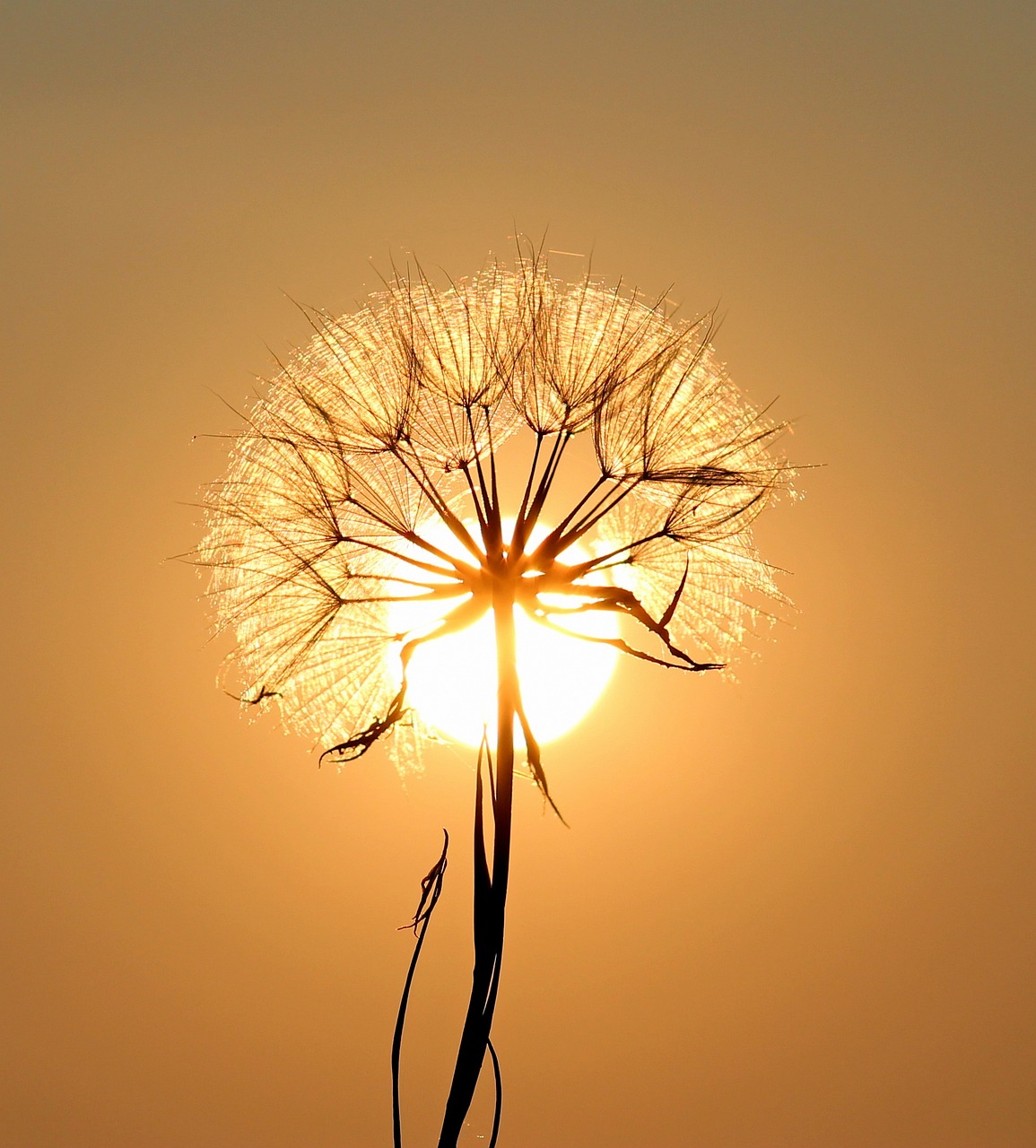 dandelion sun backlighting 1557110